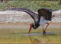 black stork Ciconia nigra Kalloni Salt Pans 090519.JPG