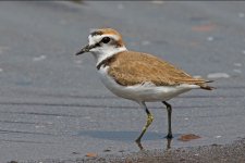 Kentish Plover - Charadrius alexandrinus Alkoudi Pool 240419.JPG