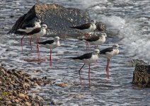 Black-winged Stilt - Himantopus himantopus Skamioudi 270419.JPG