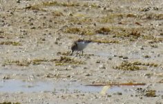 BF Red-necked Stint thread.jpg