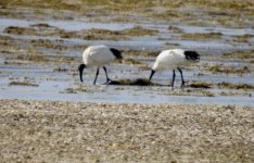 BF Australian Ibis thread.jpg