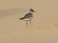 200108 Plover2 crop 5883.jpg