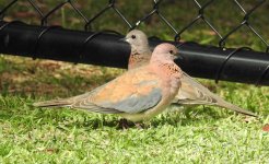 BF Laughing Dove thread.jpg