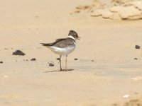 200108 Plover crop 5879.jpg