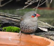 BF Red-eared Firetail, male thread.jpg