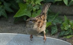 House Sparrow 003 - Copy.JPG