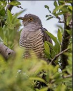 Cuckoo Common Cuckoo  Cuculus canorus Kalloni  220419.JPG