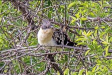 Cuckoo Great Spotted Cuckoo - Clamator glandarius Meladia Valley 240419.JPG