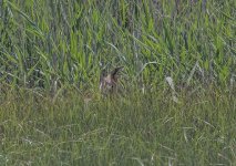 distant  Eurasian Bittern - Botaurus stellaris Skala Kalloni Pool 290419.JPG