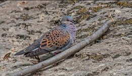 European Turtle Dove - Streptopelia turtur Potamia Valley 110519.JPG