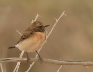 Wheatear (1).jpg