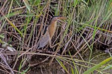 Herons Little Bittern - Ixobrychus minutus Metochi 110519.JPG