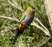 BF Red-capped Parrot female thread.jpg