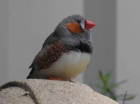 BF Zebra Finch thread.jpg