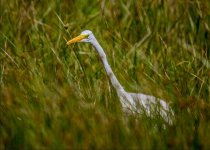 Herons egret great egret (Ardea alba) Kalloni Pool 260419.JPG