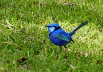 BF Splendid Fairywren male thread.jpg