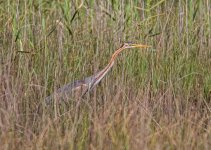 Purple Heron - Ardea purpurea Kalloni Pool  Lesvos 260419.JPG