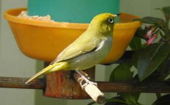 BF Silvereye 1 thread.jpg