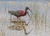 Herons Glossy Ibis Plegadis falcinellus Alykes Wetland  240419.JPG