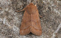 Reduced Common Quaker 001.JPG