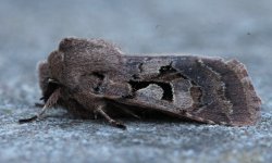 Reduced Hebrew Character 001.JPG