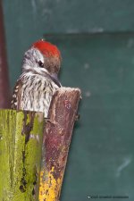 Cardinal woodpecker (TZ)-1240.jpg