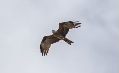 black kite (Milvus migrans) Ipsilou 250419.JPG