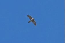 Northern Goshawk - Accipiter gentilis Skoutaros 300419.JPG