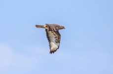 Steppe Buzzard - Buteo buteo vulpinus   Aghios Taxiarchis 130519.JPG