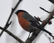 Bullfinch_Girdle Ness_080320a.jpg