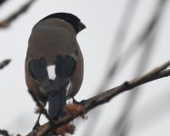 Bullfinch_Girdle Ness_080320b.jpg