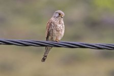 Common Kestrel - Falco tinnunculus Meladia Valley 250419.JPG