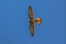 Lesser Kestrel - Falco naumanni Sigri 030519.JPG