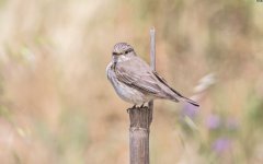 Spotted Flycatcher - Muscicapa striata Faneromeni 070519.JPG