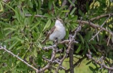 semicollared flycatcher Ficedula semitorquata Sigri 230419.JPG