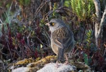 Volcano Junco.jpg