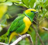 Yellow-browed Chlorophonia.jpg