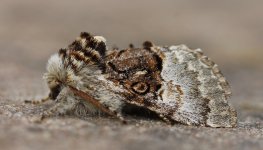 Reduced Nut-tree Tussock 002.JPG