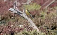 Citrine Wagtail - Motacilla citreola Polichnitos Salt Pans 270419.JPG