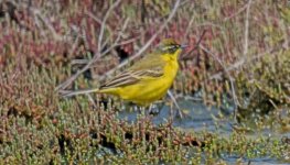 Grey-headed Wagtail - Motacilla flava poss M. f. xanthophryx Polichnitos Salt Pans 270419 1.JPG