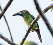 Blue-throated Toucan.jpg