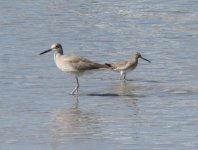 243_willet_dunlin.jpg