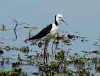 BF Pied Stilt thread.jpg