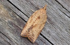 Reduced Light Brown Apple Moth.JPG