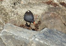 BF Dusky Moorhen thread.jpg