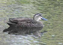 BF Pacific Black Duck thread.jpg