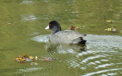 BF Eurasian Coot thread.jpg