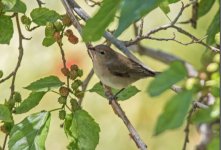 Garden Warbler - Sylvia borin Sigri 120519.JPG