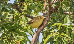 Icterine Warbler - Hippolais icterina Faneromeni 070519.JPG