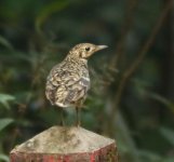 Scaly or white thrush (2).JPG